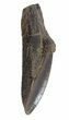 Rooted Edmontosaurus (Duck-Billed Dinosaur Tooth #51039-1